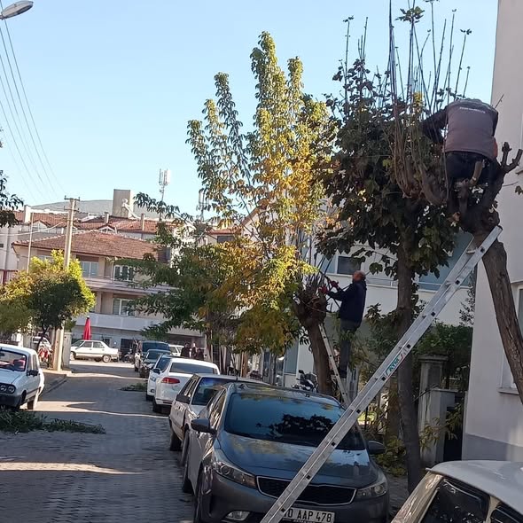 Bigadiç Belediyesi, ilçe merkezinde ağaçların sağlıklı gelişimini desteklemek ve şehir