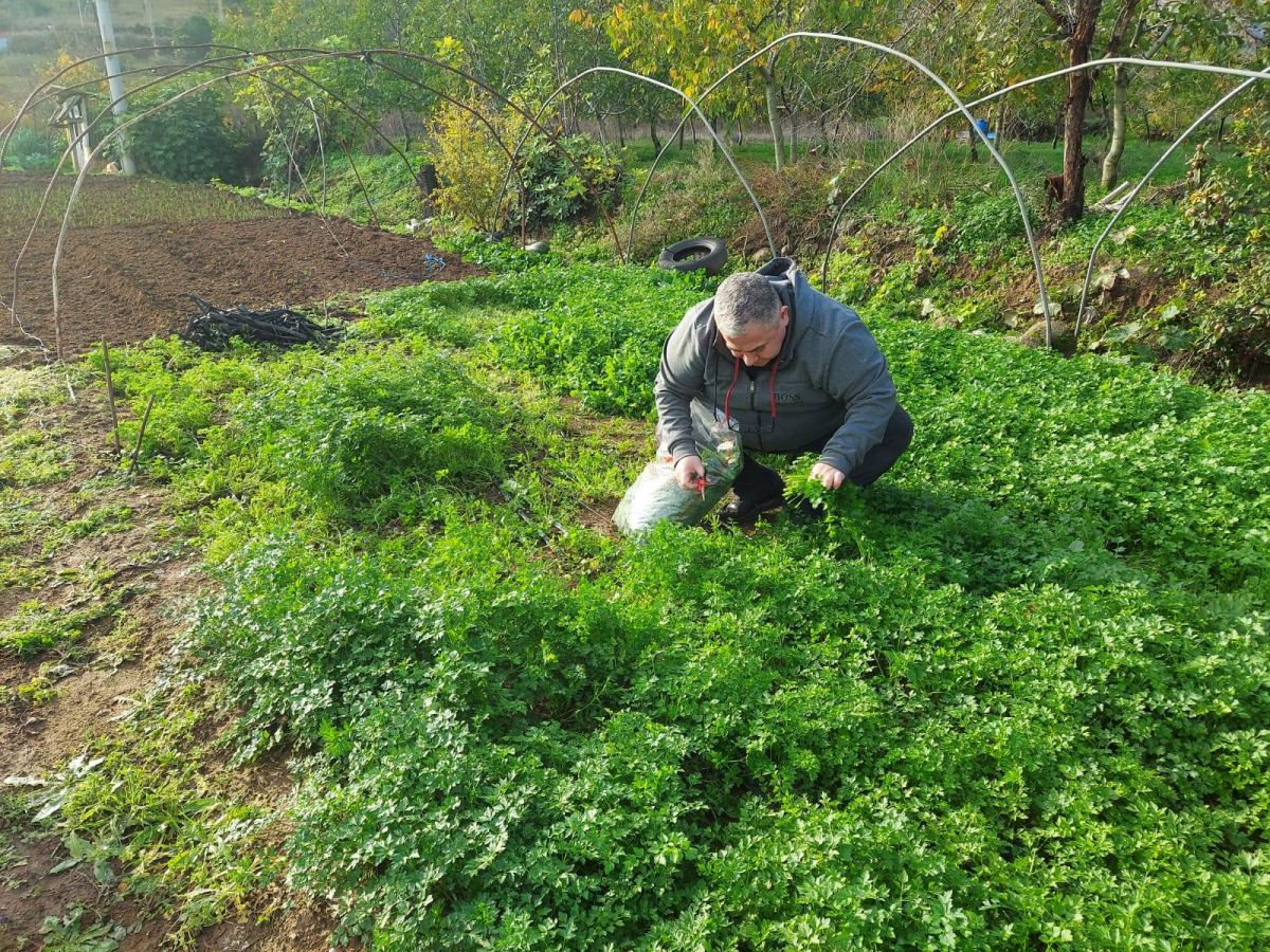 Sındırgı İlçe Tarım ve Orman Müdürlüğü, yaprağı yenen sebzelerde ilaç