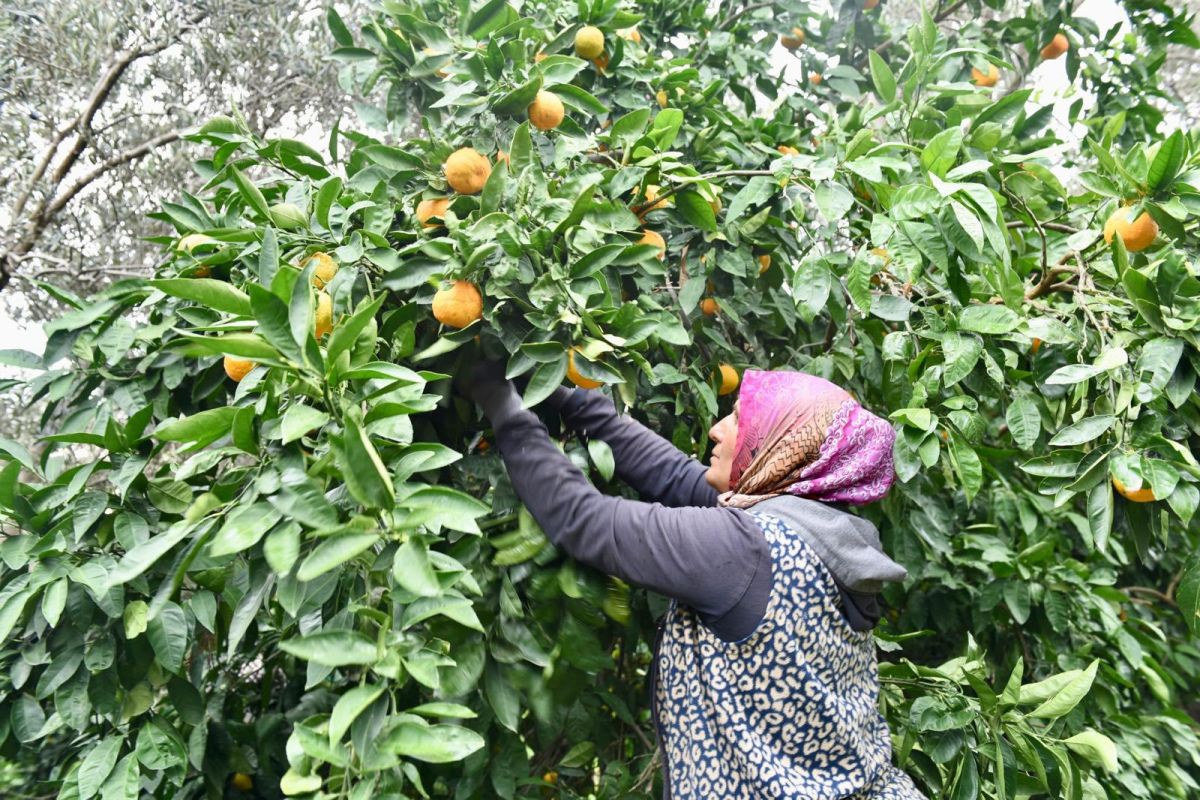 Coğrafi İşaretli Havran Mandalinası 590531558 1253879226782937 2065170641171932407 n - Marmara Bölge Gazetesi