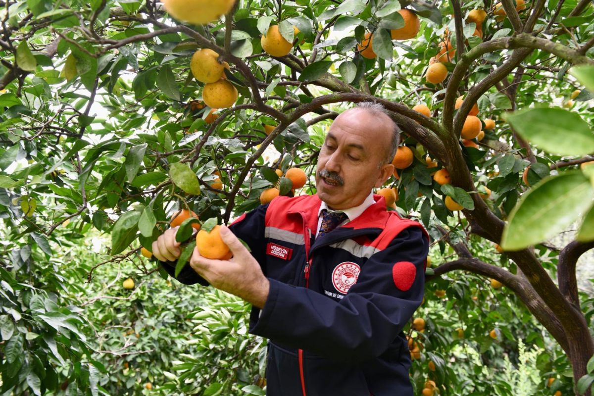 Coğrafi İşaretli Havran Mandalinası 590721280 1253879106782949 1414370651744972938 n - Marmara Bölge Gazetesi
