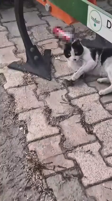 AW572972 02 - Marmara Bölge Gazetesi