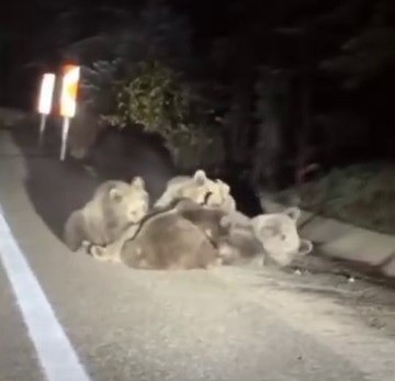 AW579246 02 - Marmara Bölge Gazetesi