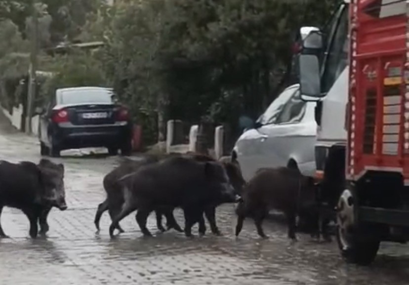 Balıkesir’de Sokaklara Domuz İndi! AW589396 01 - Marmara Bölge Gazetesi