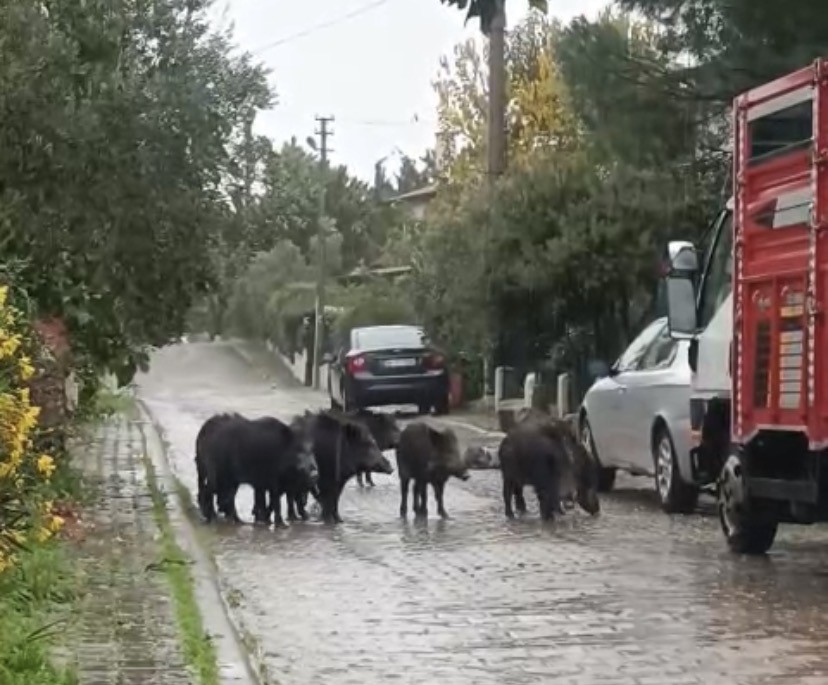 Balıkesir’de Sokaklara Domuz İndi! AW589396 05 - Marmara Bölge Gazetesi