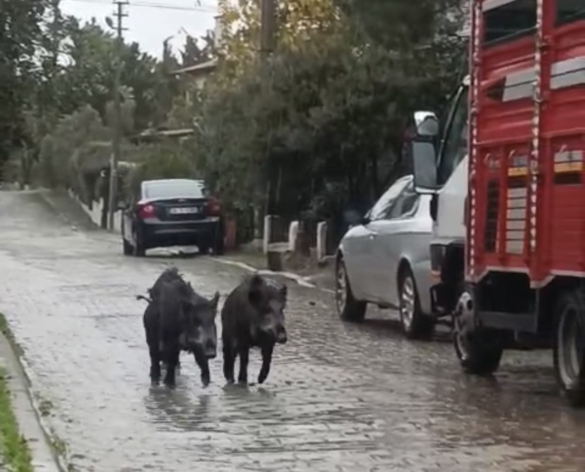 Balıkesir’de Sokaklara Domuz İndi! AW589396 06 - Marmara Bölge Gazetesi