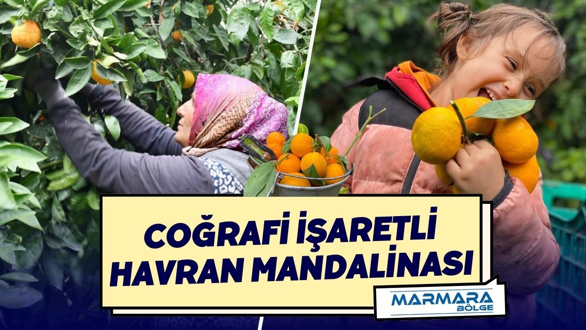 Mikroklima koşullarında yetişen Coğrafi İşaretli Havran Mandalinası’nda hasat tüm hızıyla