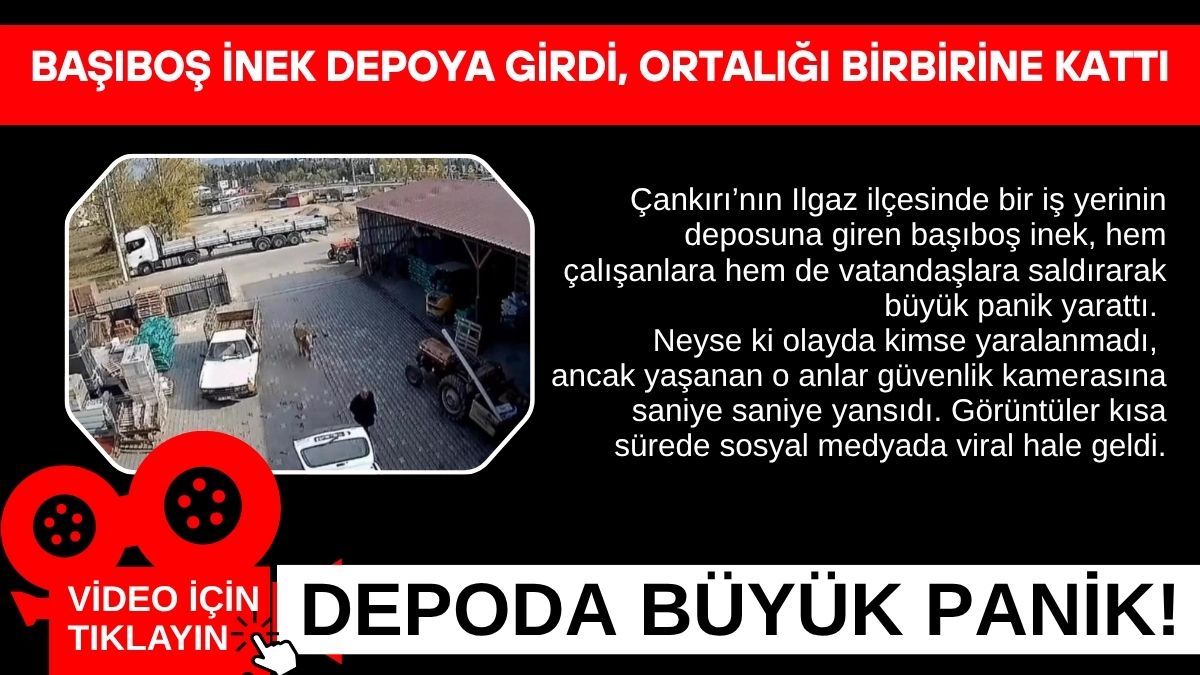 Çankırı’nın Ilgaz ilçesinde bir iş yerinin deposuna giren başıboş inek,