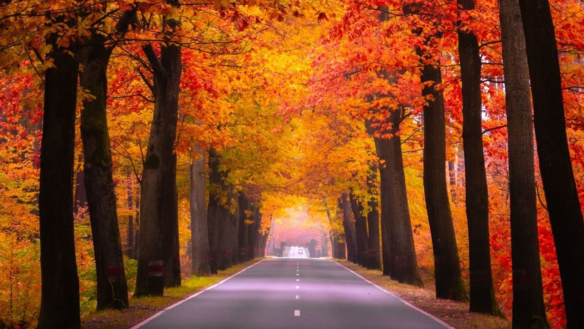 Kasım ayının serin günleriyle birlikte Balıkesir’de doğa yavaşça kışa hazırlanırken,