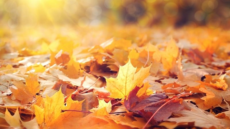 Soğuyan havalarla birlikte Edremit’te sonbaharın en çok tercih edilen aktivitesi