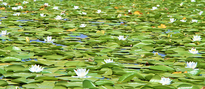 d20haber denizli civril isikli golu nilufer bakcesi ic3 - Marmara Bölge Gazetesi