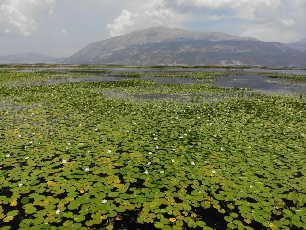 isikli golunde nilufer soleni basladi 5 - Marmara Bölge Gazetesi