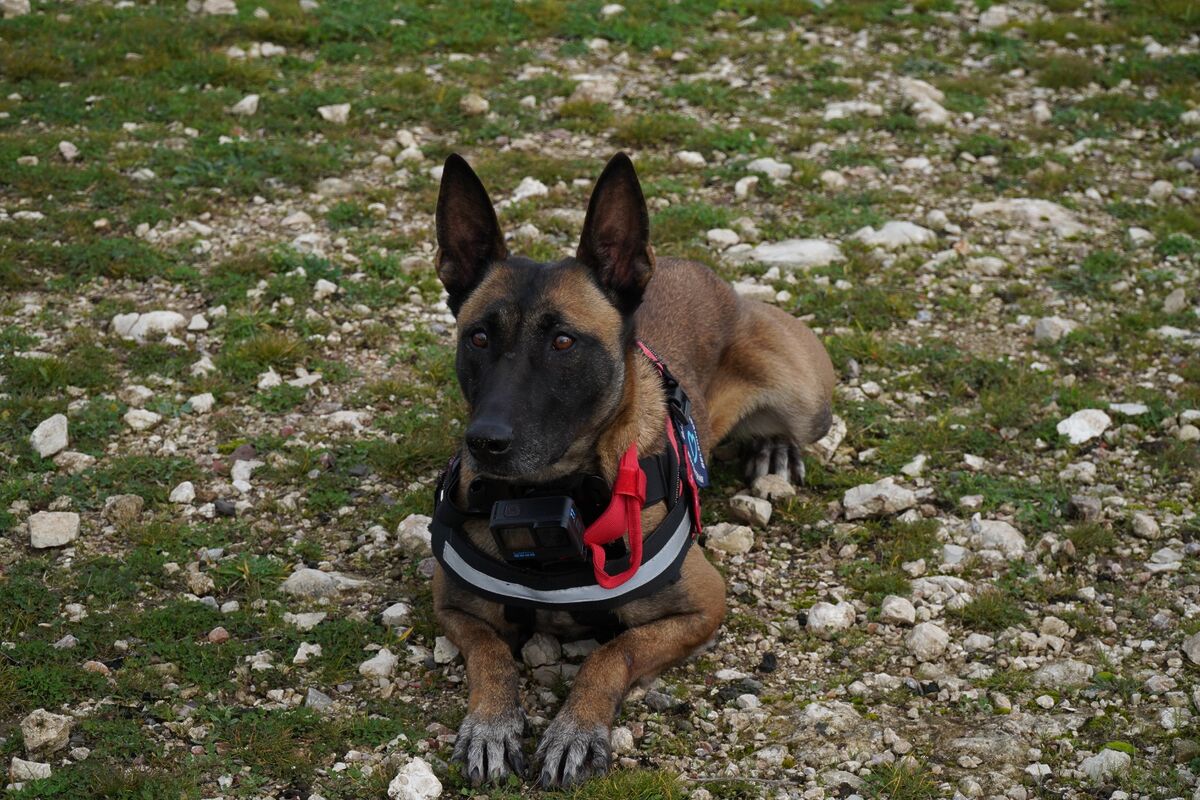 Balıkesir İtfaiyesi’nin Yeni Kahramanı: K9 İda 00d0b8e9 1cdc 4915 825a 7cac26f5cd48 - Marmara Bölge Gazetesi