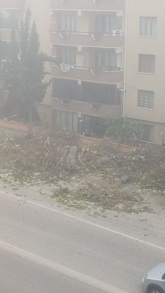 Karesi Belediyesi’nden Ağaç Katliamı! 12f5ee09 a840 4a08 ad58 c9529e96c0f4 - Marmara Bölge Gazetesi