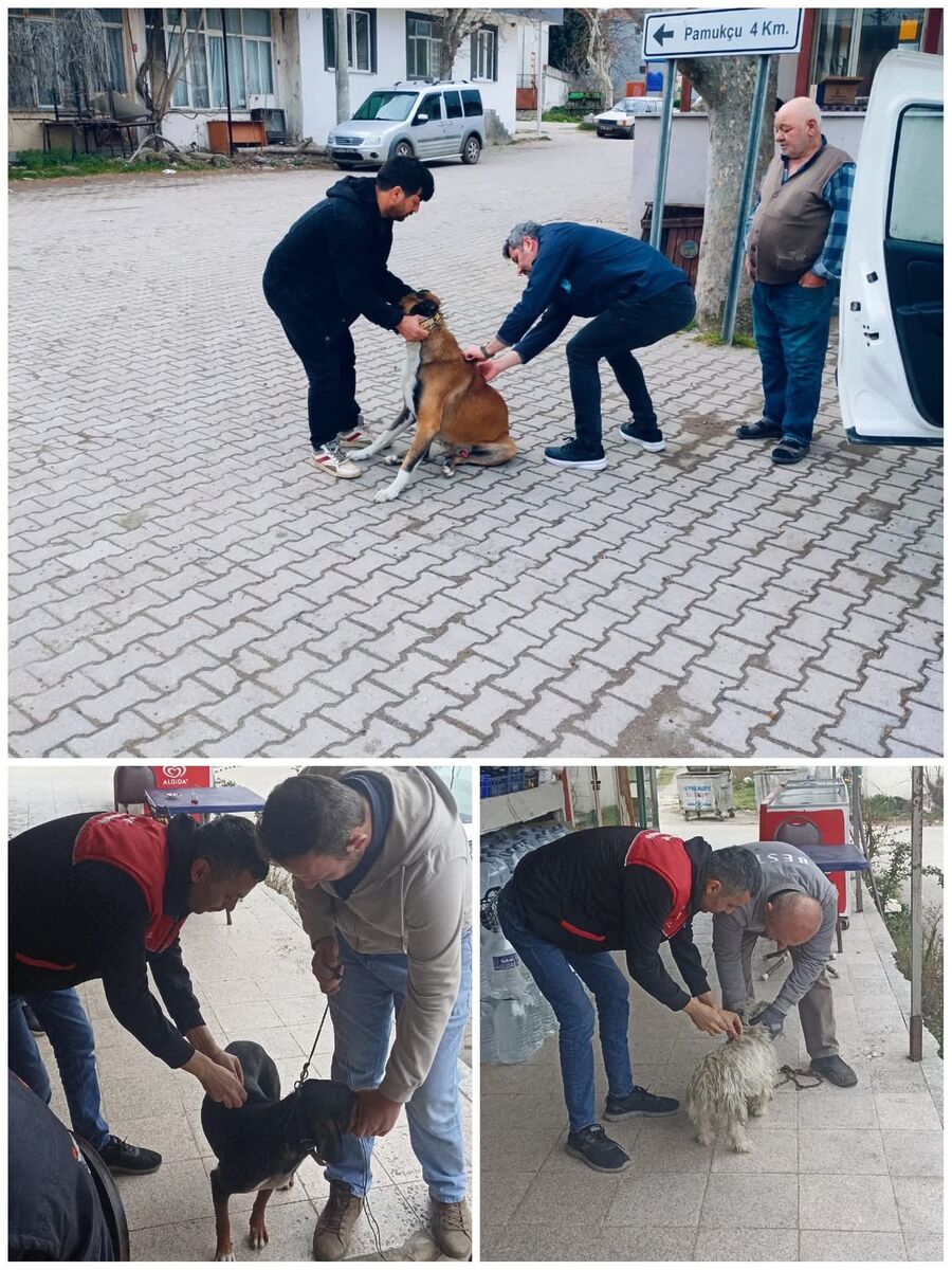 Kedi ve Köpeklere Mikroçip Takılıyor 602904668 1270892975081562 2348261499764889168 n - Marmara Bölge Gazetesi