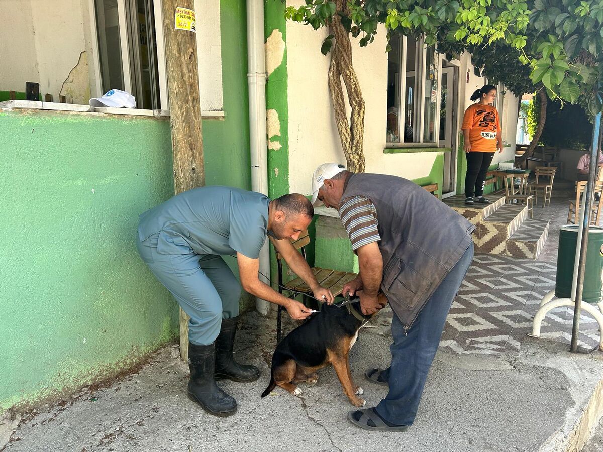 Balıkesir genelinde kedi ve köpeklerin sağlıklarının korunması ve kayıt altına