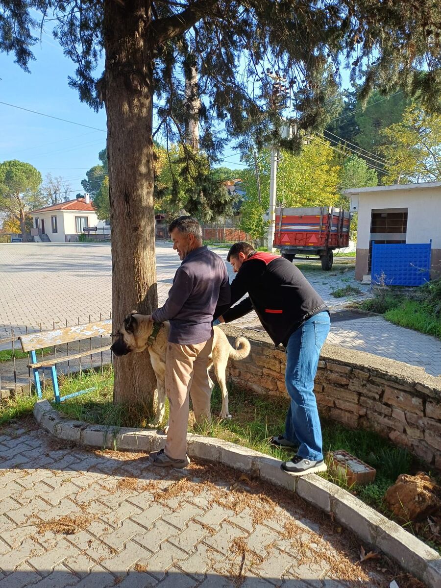 Kedi ve Köpeklere Mikroçip Takılıyor 603858103 1270892125081647 1535734851484849058 n - Marmara Bölge Gazetesi