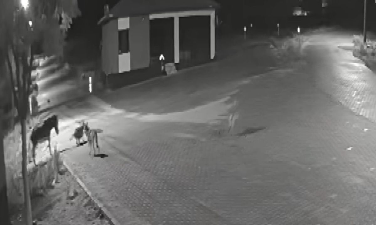 Kurt Sürüsü Şehre İndi, Eşeği Parçaladı! AW592586 01 - Marmara Bölge Gazetesi