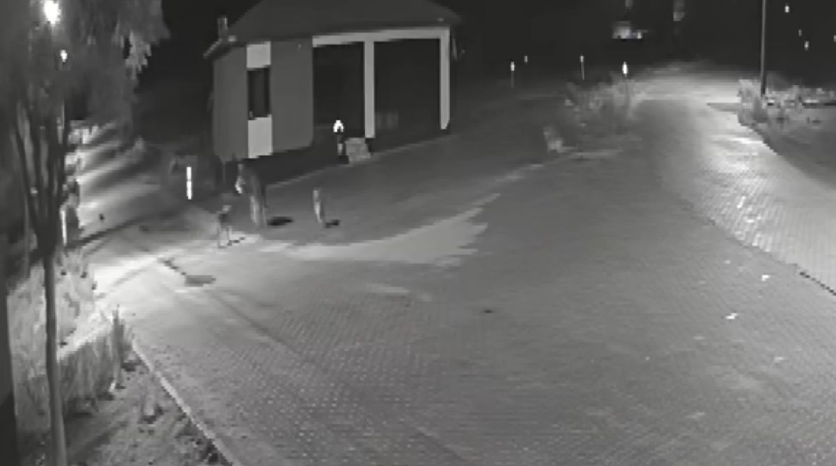 Kurt Sürüsü Şehre İndi, Eşeği Parçaladı! AW592586 04 - Marmara Bölge Gazetesi