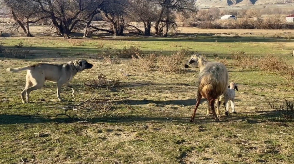 Yavrusuna Saldıran Köpeğe Anne Koyun Böyle Direndi! AW599296 01 - Marmara Bölge Gazetesi
