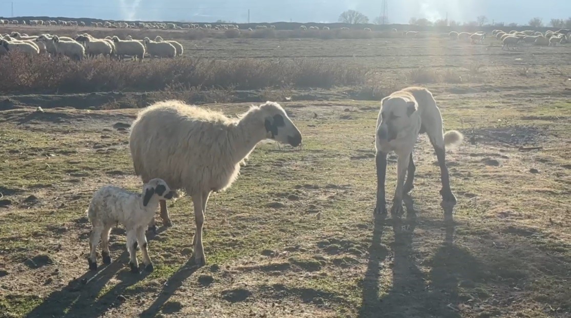 Yavrusuna Saldıran Köpeğe Anne Koyun Böyle Direndi! AW599296 02 - Marmara Bölge Gazetesi