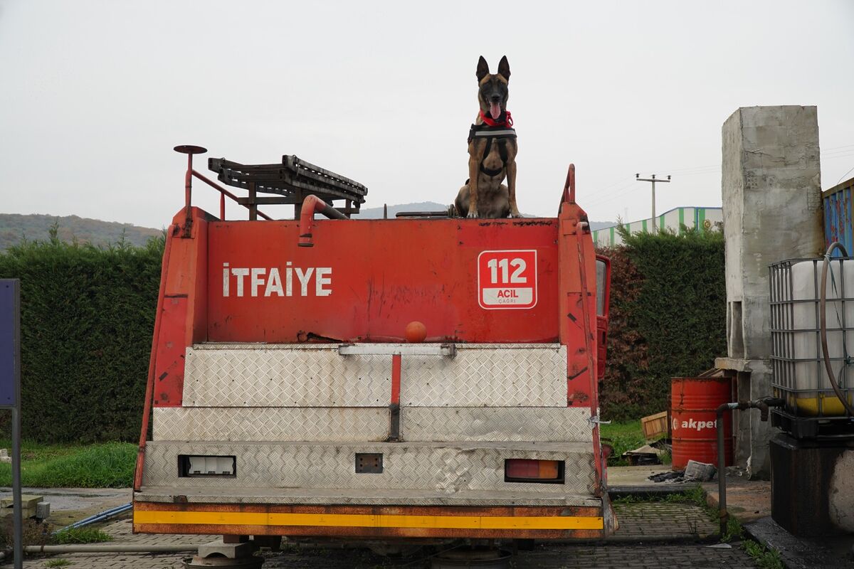 Balıkesir İtfaiyesi’nin Yeni Kahramanı: K9 İda b0f2237e d3b7 4326 b835 6190fc5ddbb7 - Marmara Bölge Gazetesi