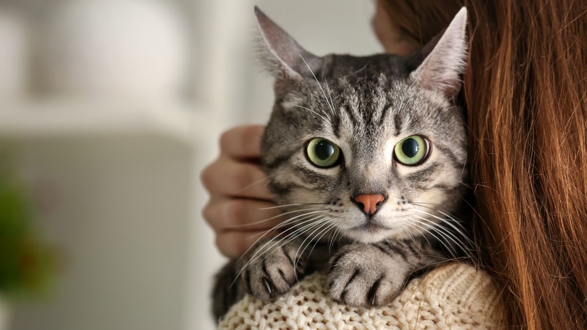 Kedi sahiplerinin neredeyse tamamı aynı durumu yaşamıştır: Evde birden fazla