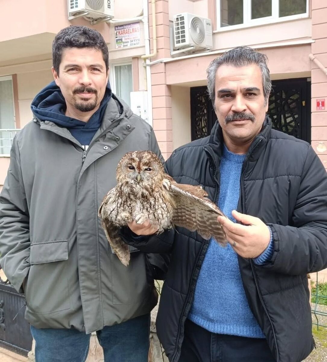 Soğuktan Kaçan Baykuş Balkona Sığındı 587814742 17921543565246497 1883955059891181290 n - Marmara Bölge Gazetesi