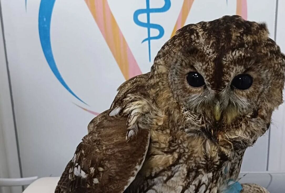 Burhaniye’de etkisini artıran soğuk hava, yaban hayatını da zorladı. Soğuktan
