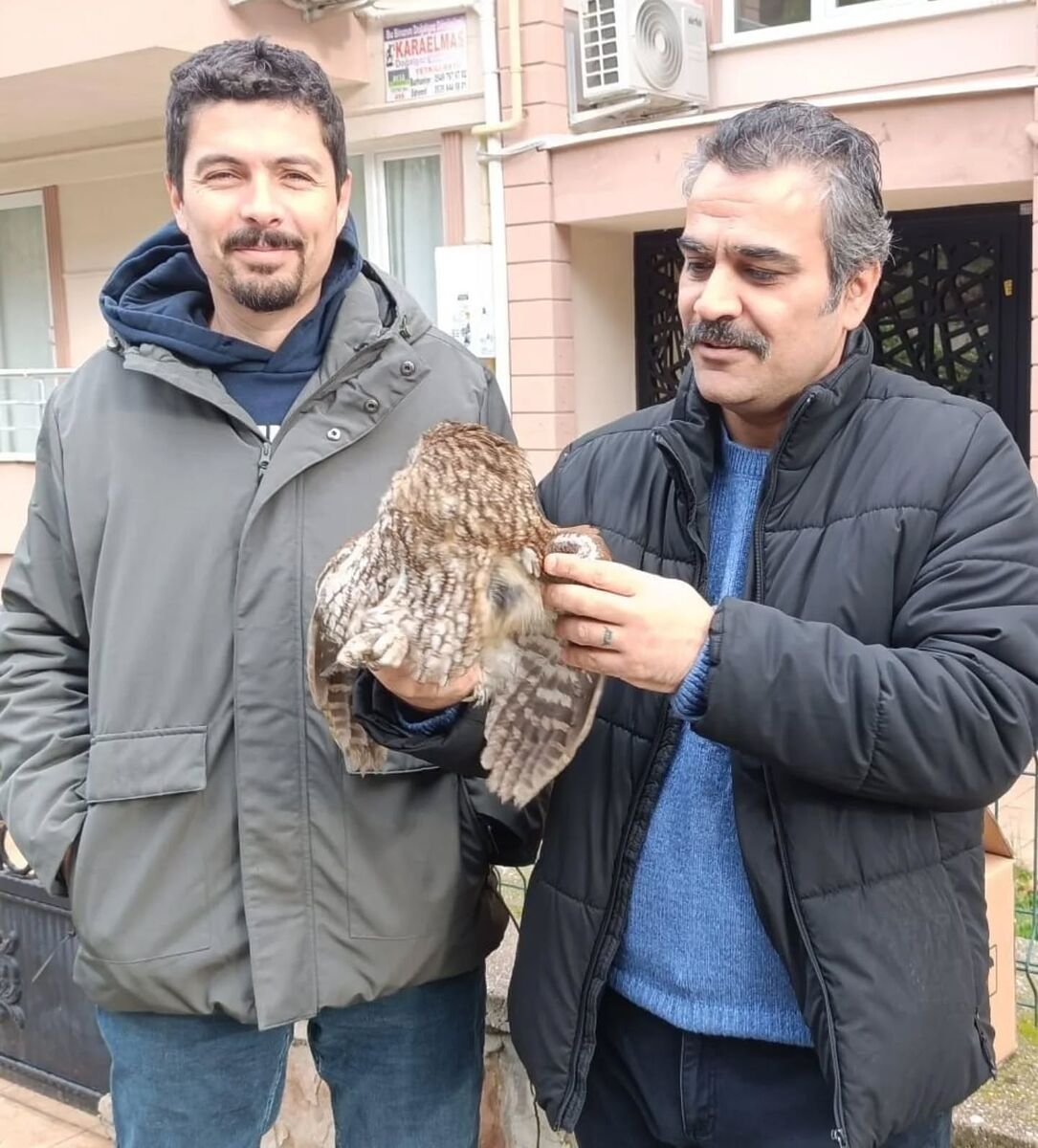 Soğuktan Kaçan Baykuş Balkona Sığındı 610580551 17921543574246497 6306934343681313658 n - Marmara Bölge Gazetesi