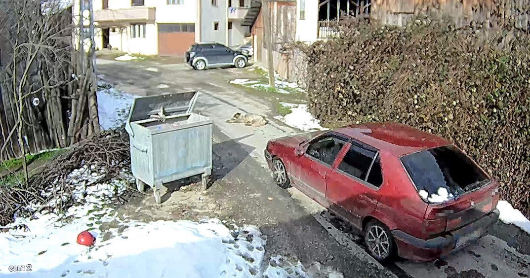 Yolda Uyuyan Köpeği Bilerek Ezdi AW617863 03 - Marmara Bölge Gazetesi