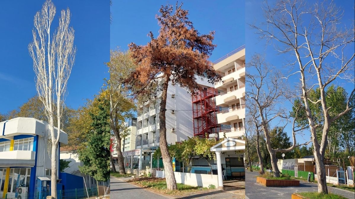 Balıkesir’in Erdek ilçesinde Ali Haydar Sarı Sahil Bandı’nda gerçekleştirilen ağaç