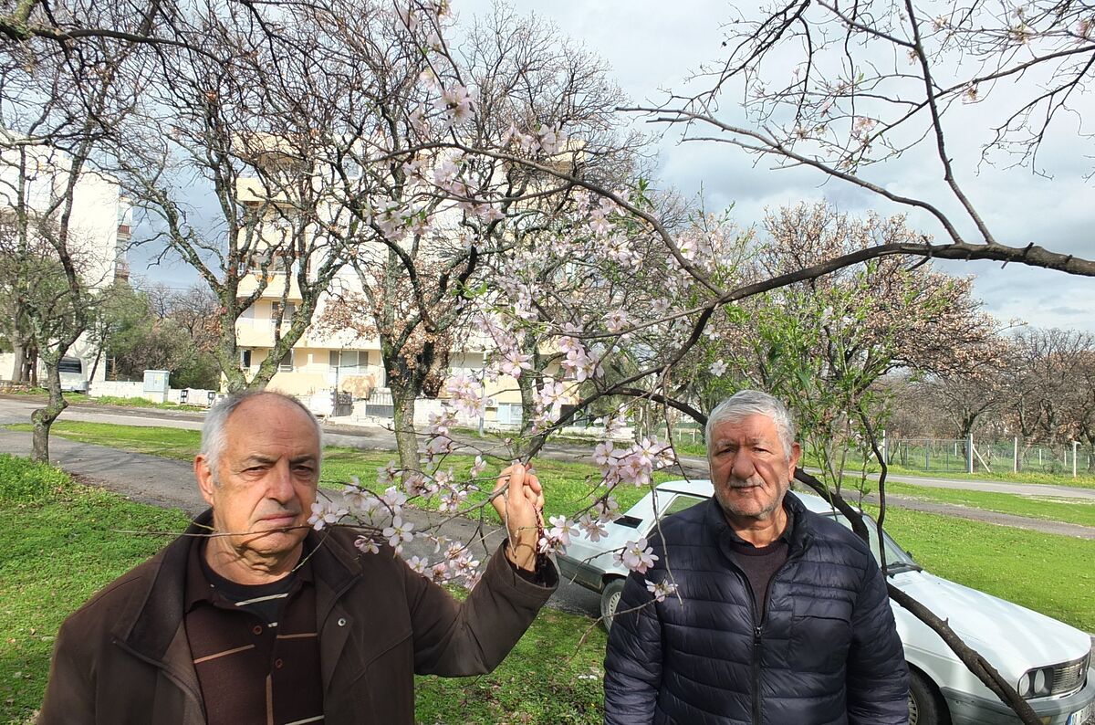 Balıkesir’de Badem Ağaçları Çiçek Açtı AW636996 01 - Marmara Bölge Gazetesi