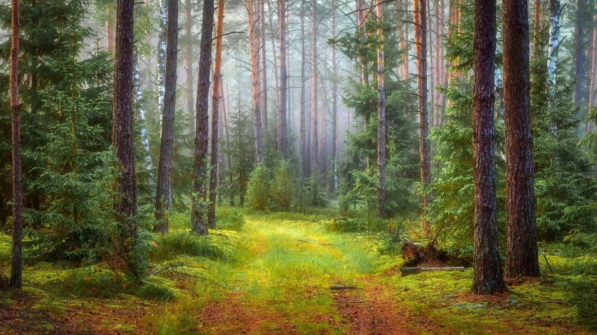 Kaz Dağları’nın eteklerinde yer alan Şahindere Kanyonu, doğal güzelliği ve
