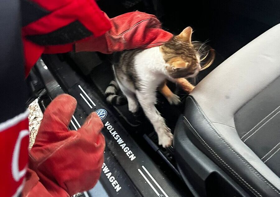 Balıkesir’in Burhaniye ilçesinde park halindeki bir otomobilde mahsur kalan kedi,