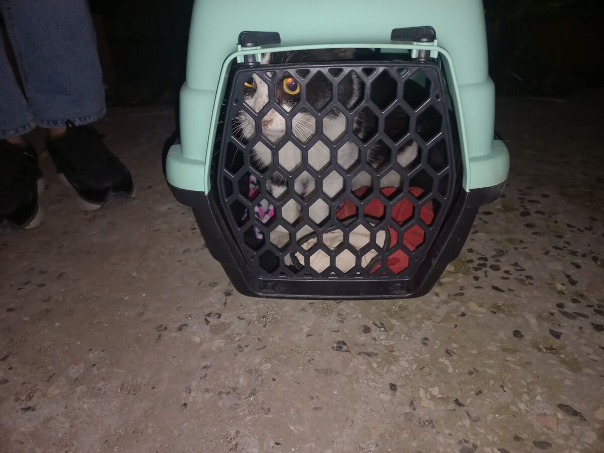 Kedi Metrelerce Derinlikte Mahsur Kaldı! WhatsApp Image 2026 02 19 at 22.19.32 2 - Marmara Bölge Gazetesi