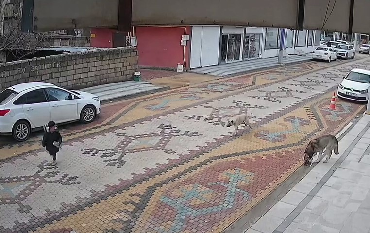 Sokak Köpekleri Küçük Çocuğa Saldırdı aw633531 02 - Marmara Bölge Gazetesi