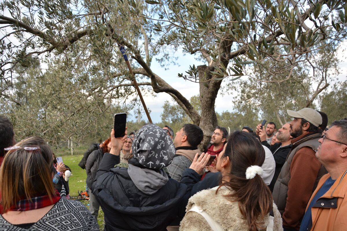 Zeytin Üretiminde Yeni Dönem ec65e85f 5469 4690 a78a 86a1b383be6f - Marmara Bölge Gazetesi