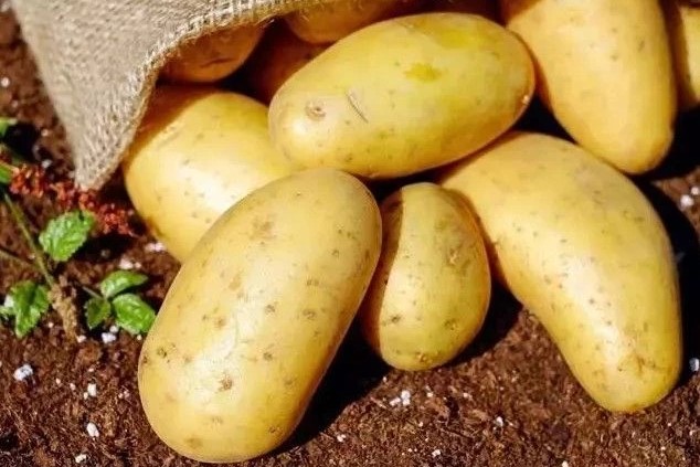 Mutfakların en çok kullanılan sebzelerinden biri olan patates, yanlış koşullarda