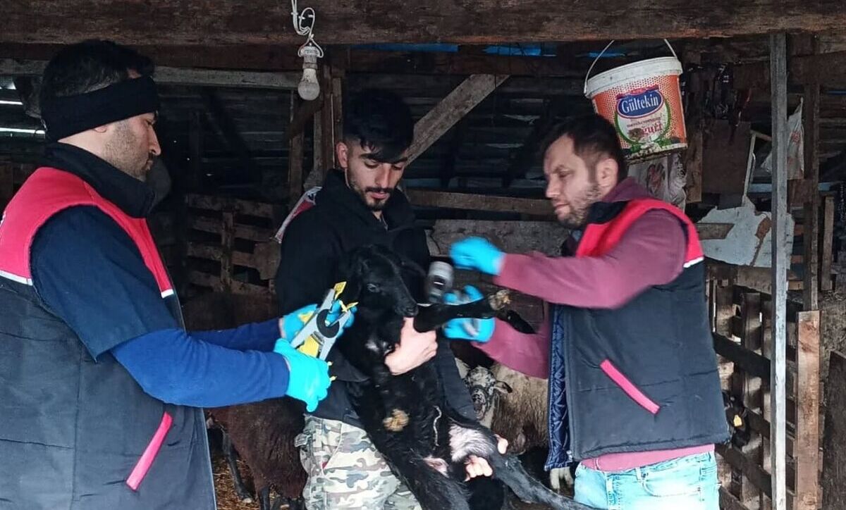 Balıkesir İl Tarım ve Orman Müdürlüğü koordinesinde, Edremit İlçe Tarım