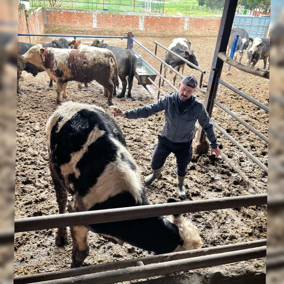 Kepsut’ta Şap ve Brusella Krizi! 645491448 1358816406280046 8910510435651877203 n - Marmara Bölge Gazetesi