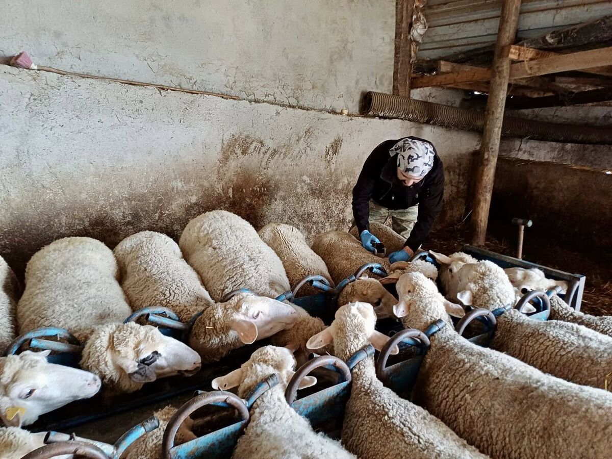 Balıkesir İl Tarım ve Orman Müdürlüğü ekipleri, hayvancılıkta verimliliği ve