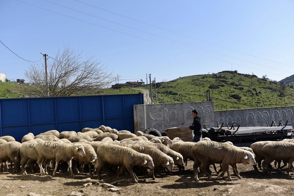 Balıkesir’de küçükbaş hayvancılıkta yerli ırk kullanımı ve modern yetiştiricilik teknikleri
