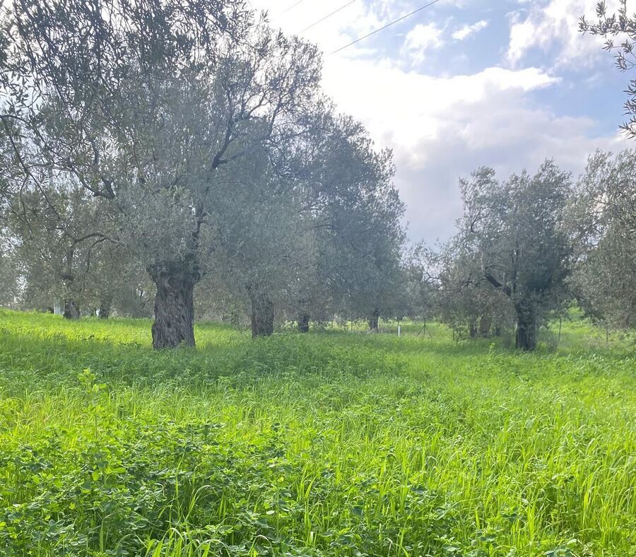 Burhaniye’de zeytin üretimini tehdit eden zeytin güvesine karşı mücadele başlatıldı.
