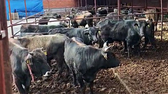 Ramazan Bitti, Kurban Heyecanı Başladı! Böyle Pazarlık Ne Görüldü Ne Duyuldu AW669346 03 - Marmara Bölge Gazetesi