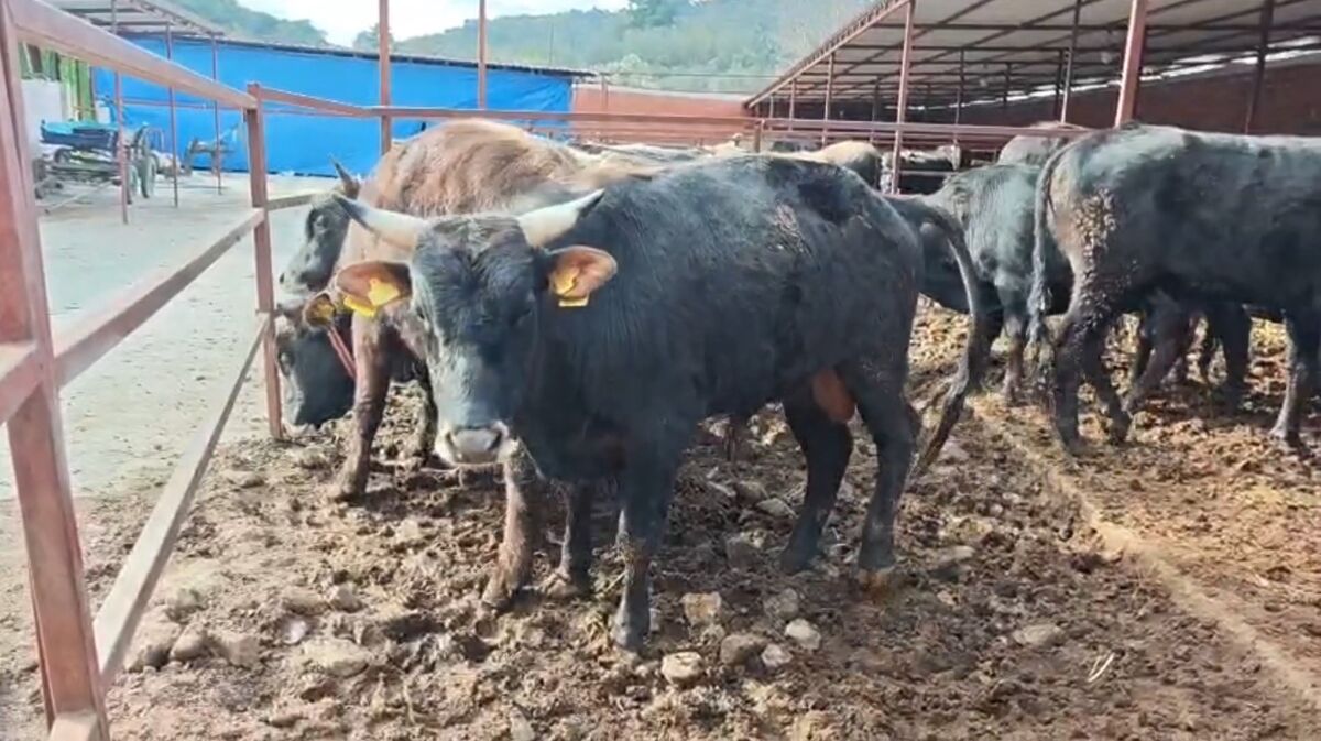 Kurban Bayramı’na aylar olmasına rağmen Havran’da başlayan pazarlıklar dikkat çekti.