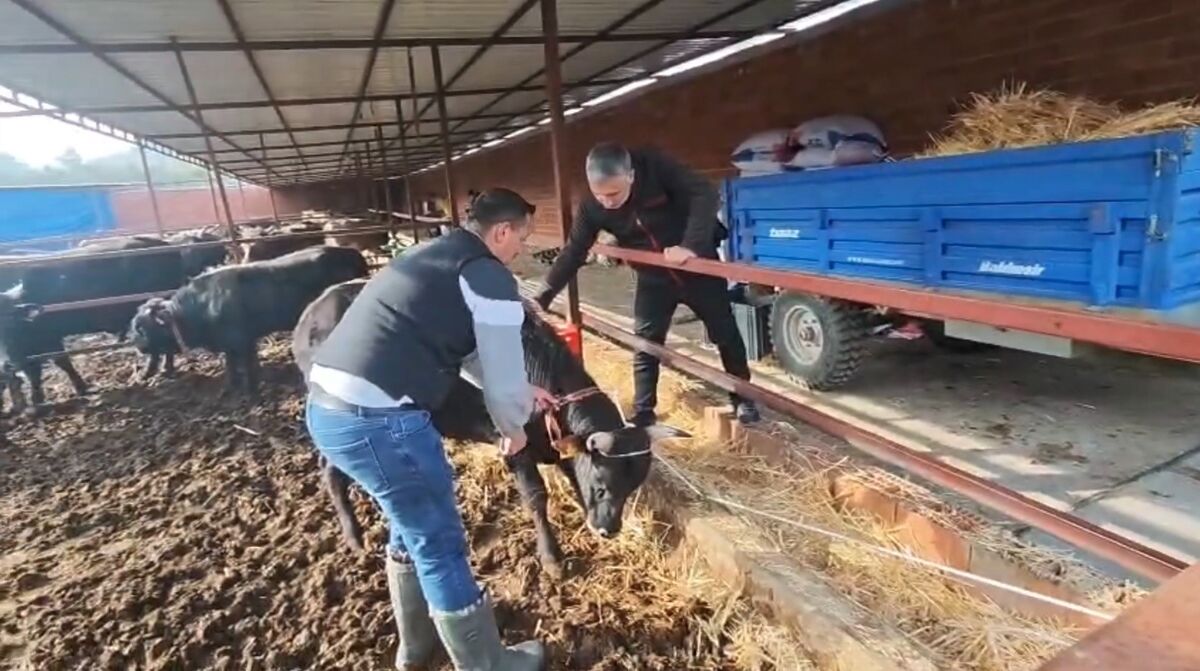 Ramazan Bitti, Kurban Heyecanı Başladı! Böyle Pazarlık Ne Görüldü Ne Duyuldu AW669772 04 - Marmara Bölge Gazetesi