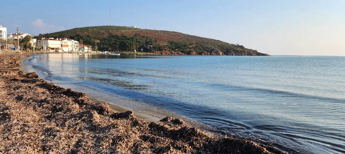 Ayvalık’ta Sarımsaklı’nın kalabalığından uzaklaşmak isteyenlerin yeni adresi Badavut Plajı, doğal