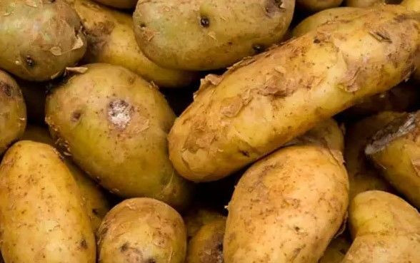 Patates Suyu Lekeleri Geçirir mi? patates z1u8 - Marmara Bölge Gazetesi