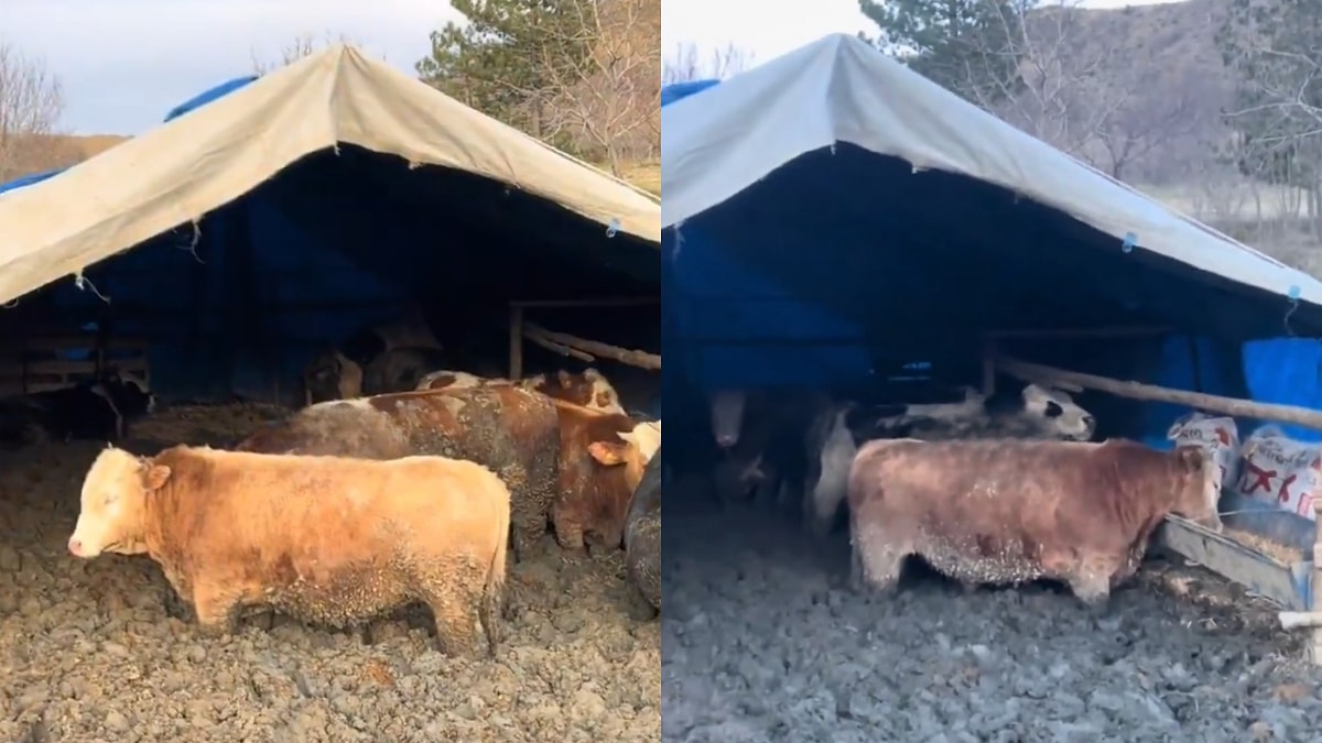 Çorum’da büyükbaş hayvanların kilo almaları için çamura sokularak hareketlerinin kısıtlandığı