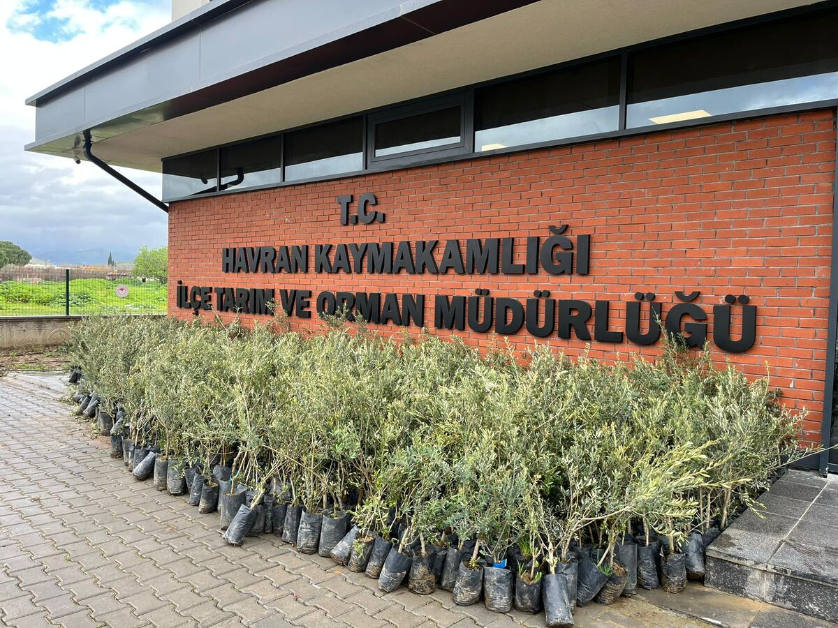 Balıkesir’in Havran ilçesinde üreticilere zeytin fidanı dağıtıldı. Havran Belediye Başkanı